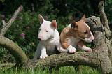 BULL TERRIER MINIATURE 186